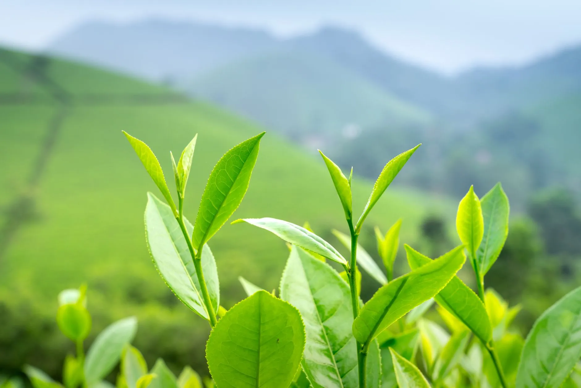 2024年植发技术学术交流会议要点回顾与创新方向