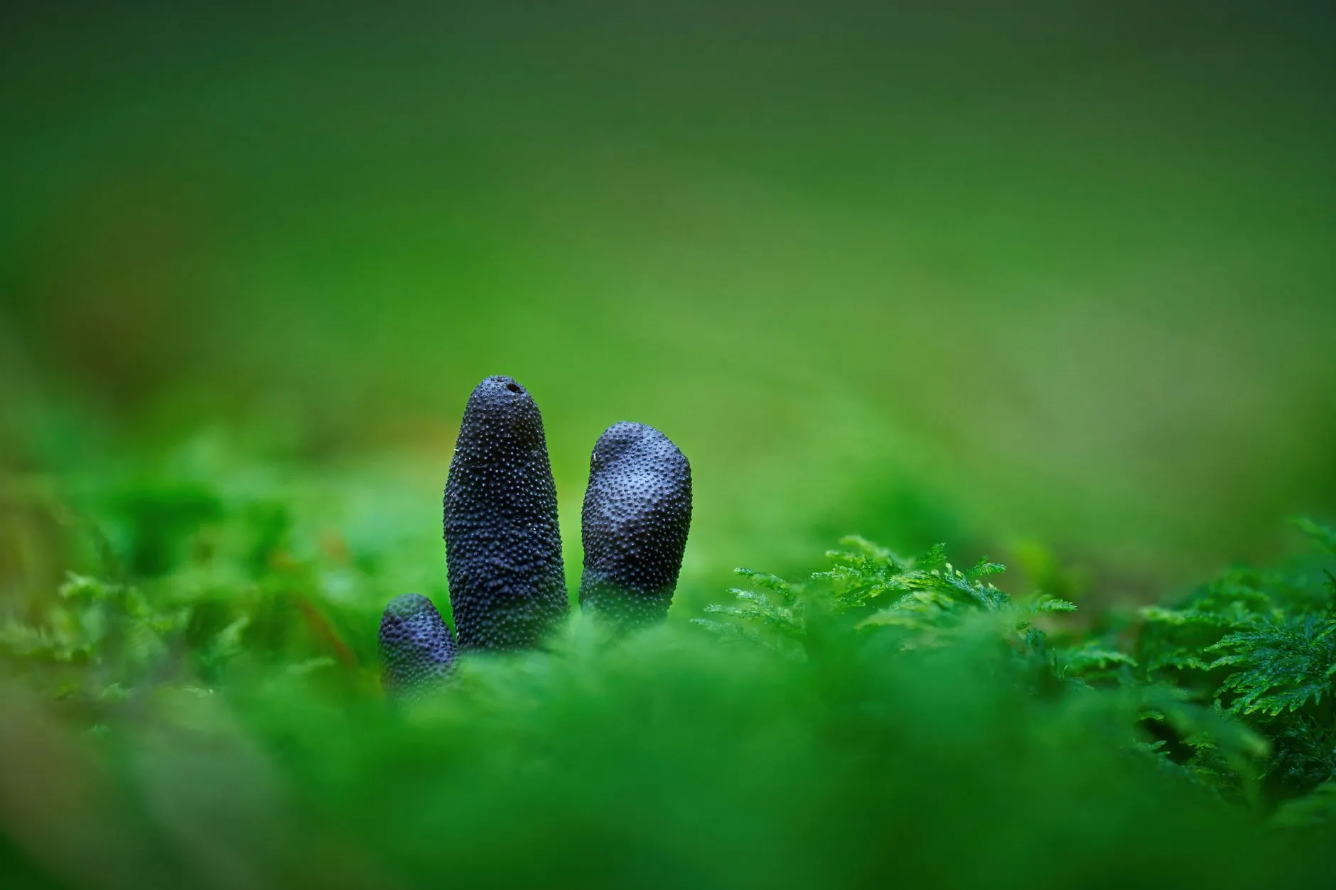 从临床案例看植发技术推广：规范化操作如何提升手术成功率正文配图 2