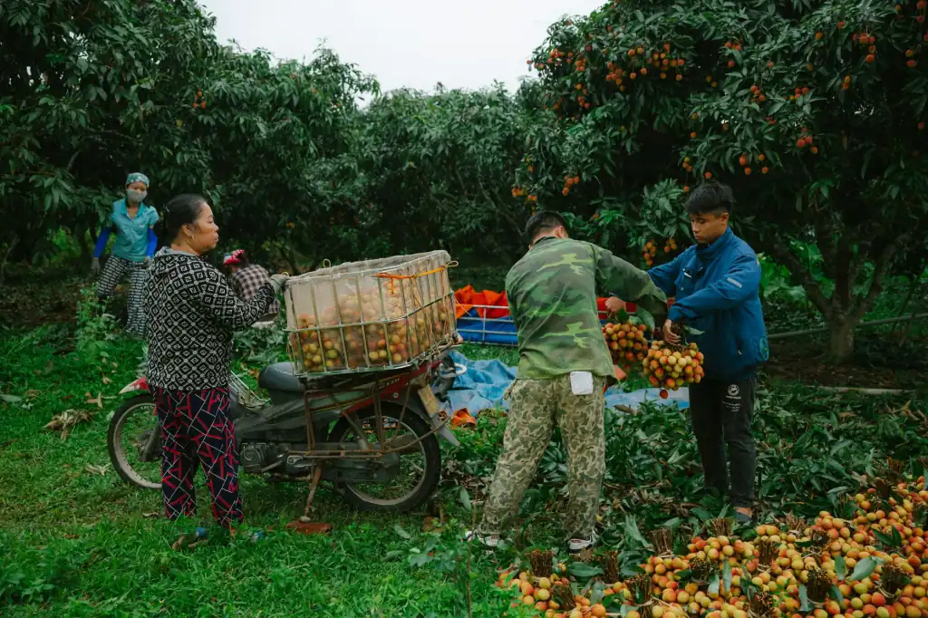植发技术规范化推广的学术交流与临床案例教学实践封面图