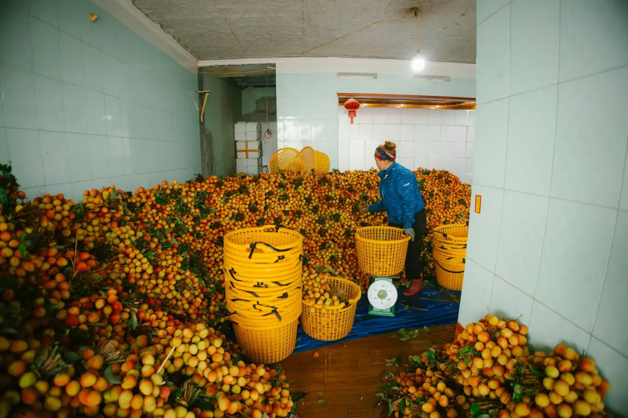 植发医师临床案例教学体系建设的探索与实践