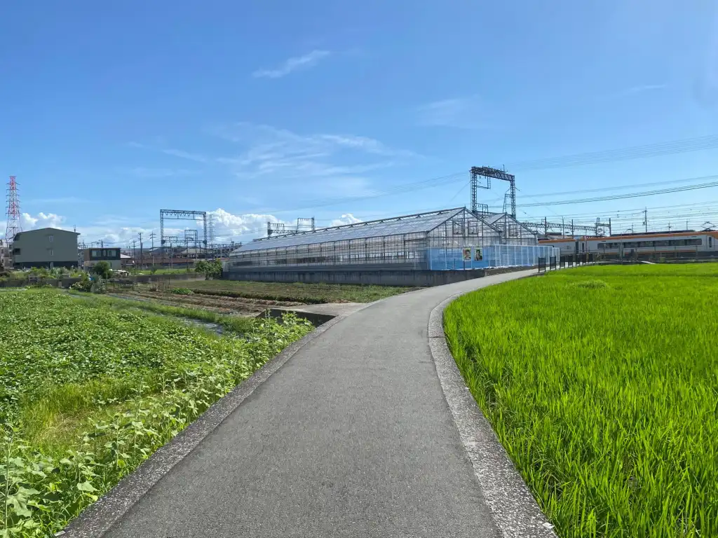 2024年植发技术临床案例教学成果与规范化推广趋势