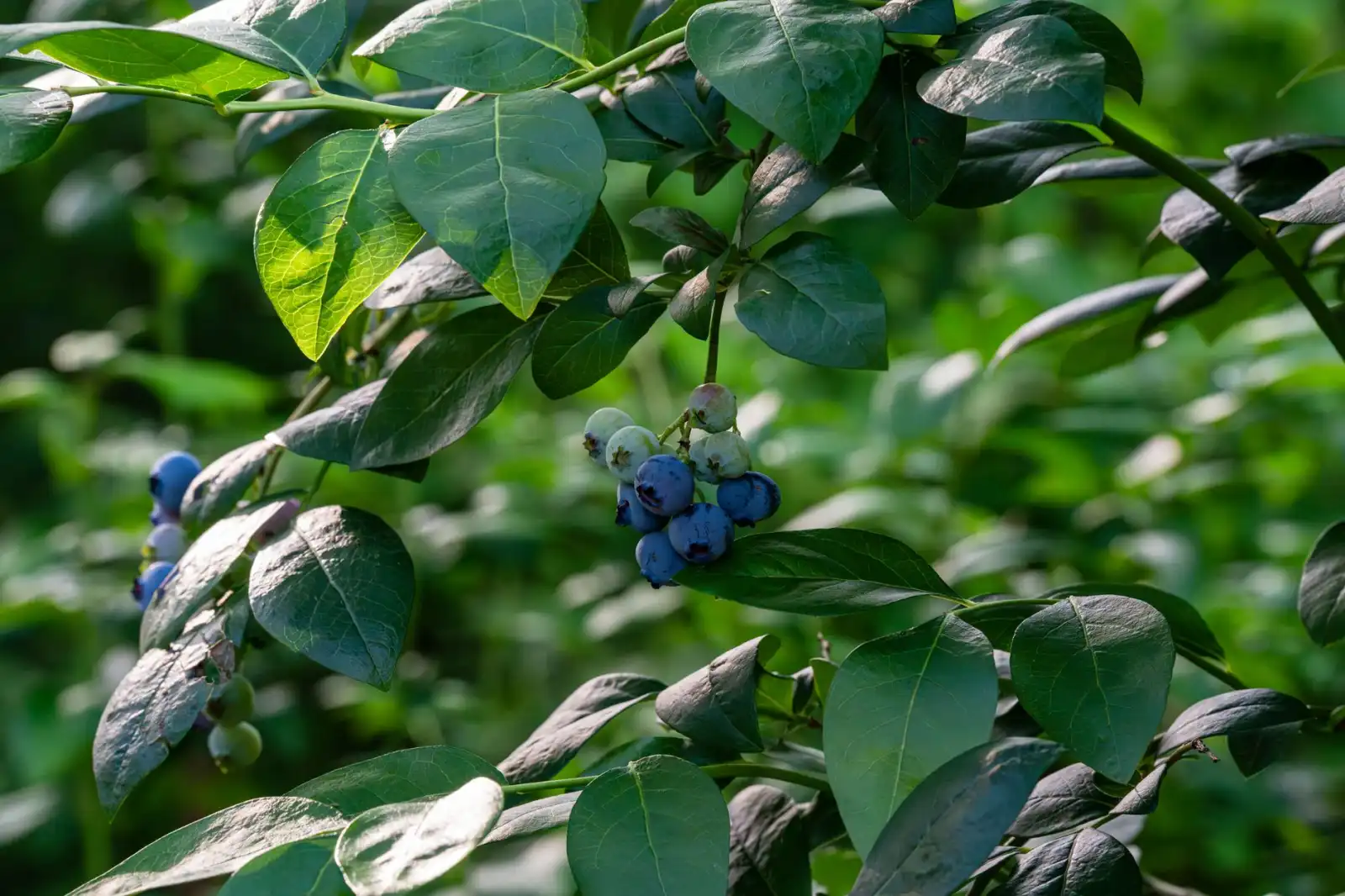 植发医师技能培训课程体系设计与实践应用解析