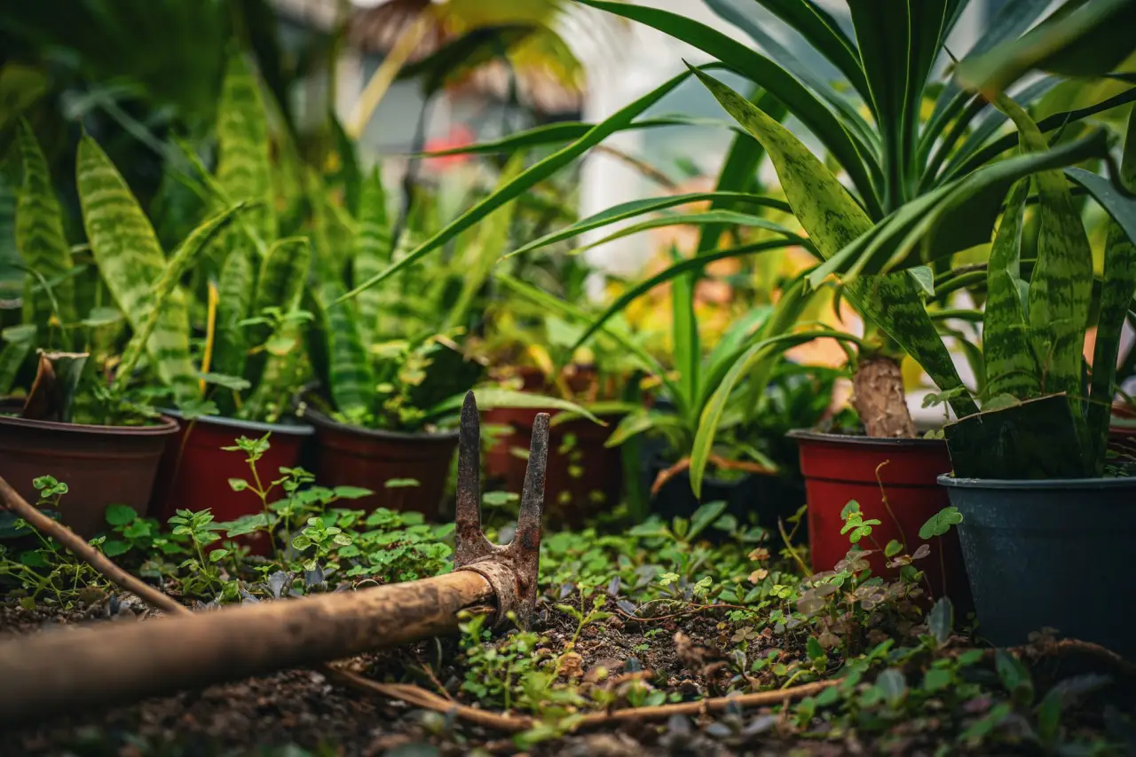 植发医师培训课程中的毛囊提取技术操作规范解析