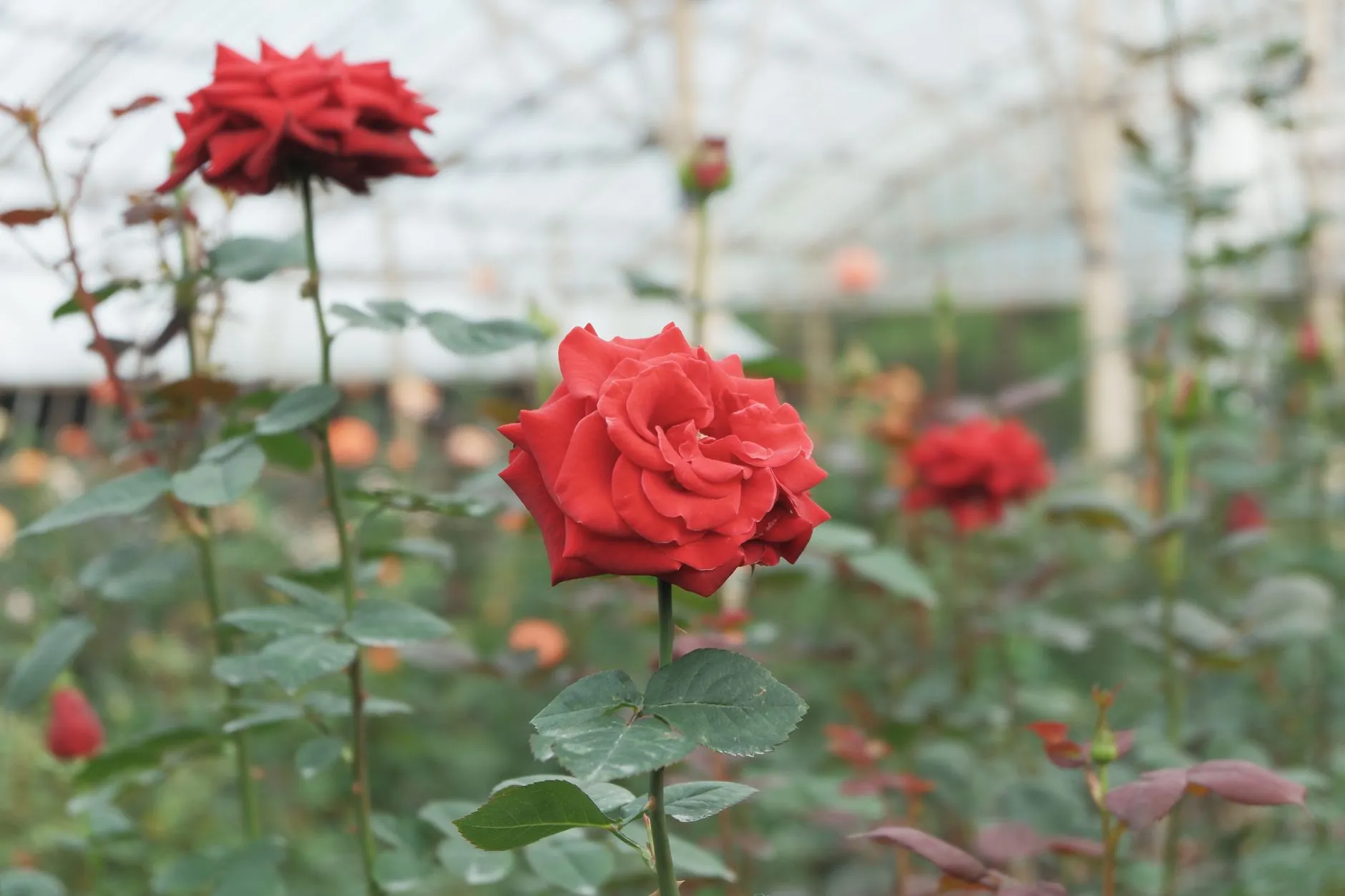 2024年植发技术规范化推广难点及学术交流成果综述