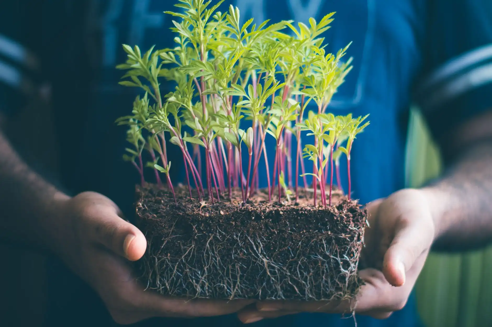 植发医师培训课程中的毛囊提取技术操作规范与临床教学要点正文配图 2