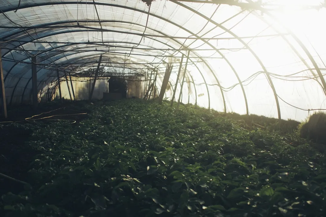 从临床案例教学看植发技术推广的标准化路径