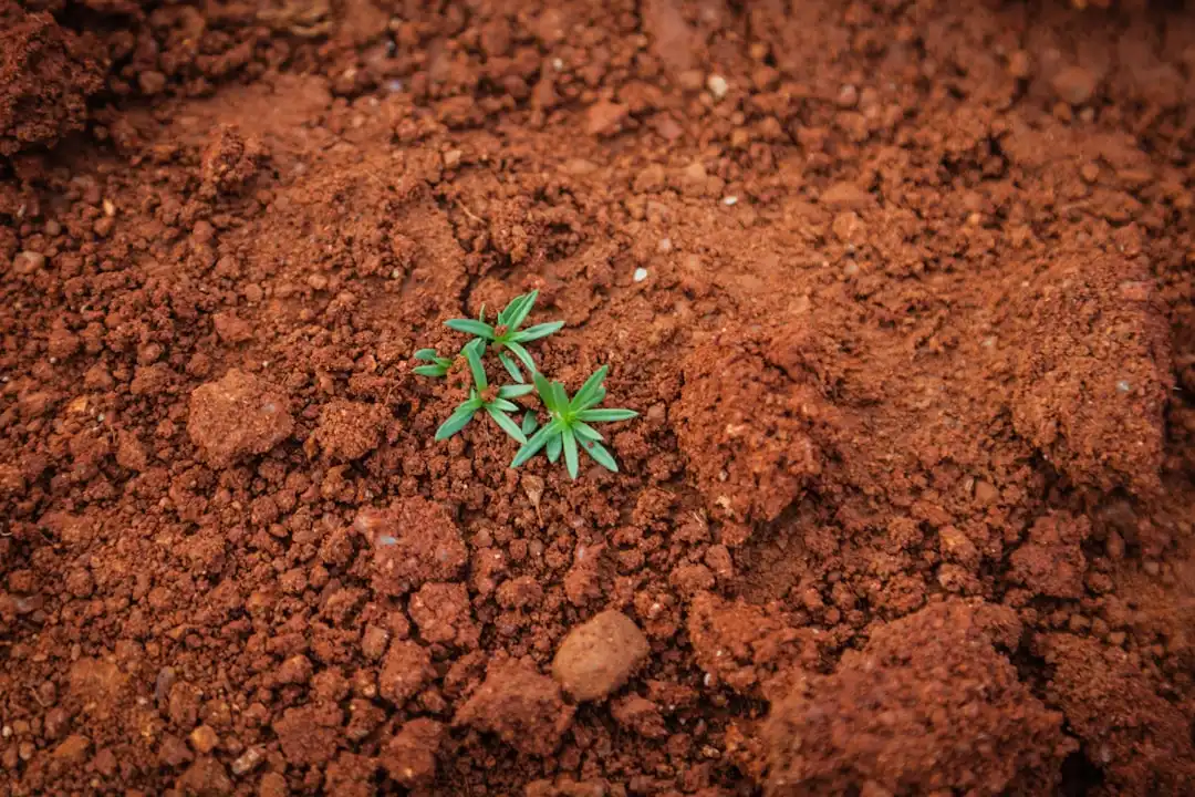 2025年植发医师规范化培训体系与临床带教模式解析