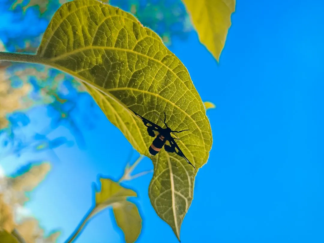 植发医师临床案例教学体系建设的探索与实践
