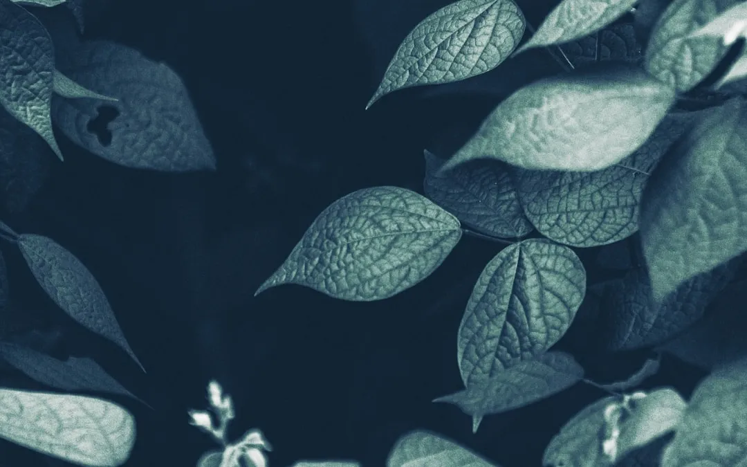 科发源植发医师培训课程体系与临床带教模式解析