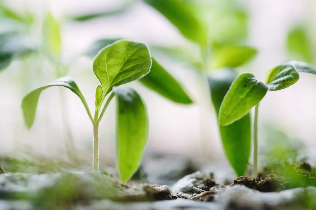 植发医师规范化培训体系构建与临床带教模式探讨